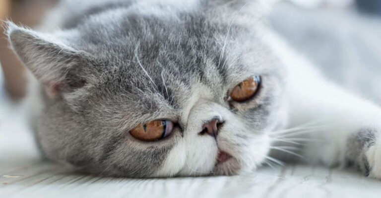 13 Cat Breeds That Win Even The Coldest Hearts With Pure Cuteness