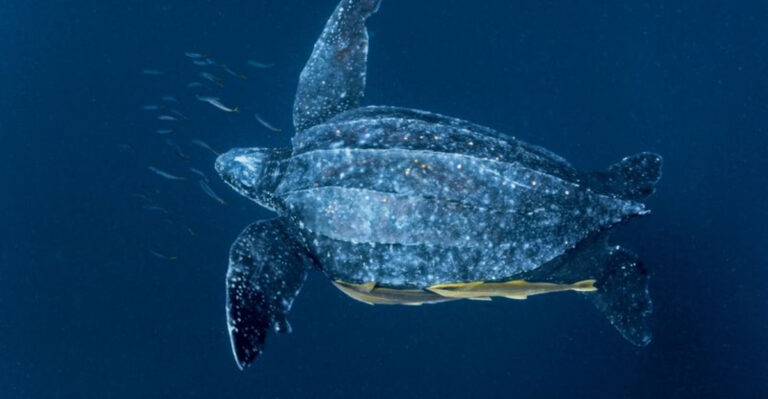 13 Facts About The Giant Deep-Diving Migrant Of The Open Seas