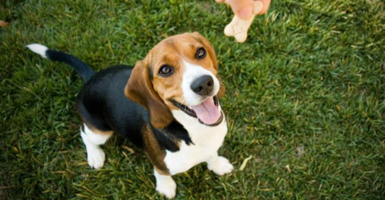 13 Facts Every Dog Parent Should Know
