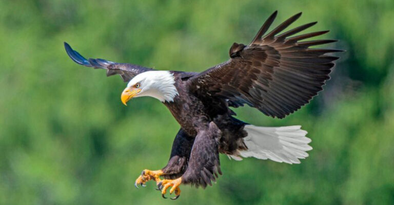 13 Hidden Secrets Behind The Bald Eagle’s Hunting Techniques