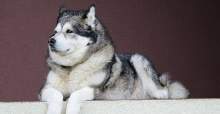 13 Least Affectionate Dog Breeds That Show Loyalty Without Being Too Needy