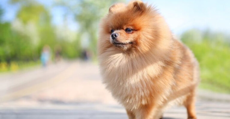 13 Little Dog Breeds With Boldness Bigger Than Their Bodies