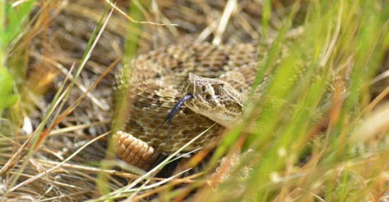 13 Mistakes Hikers Make That Can Trigger Snake Attacks