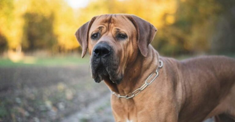 13 Most Lethal Dog Breeds People Are Still Willing To Own