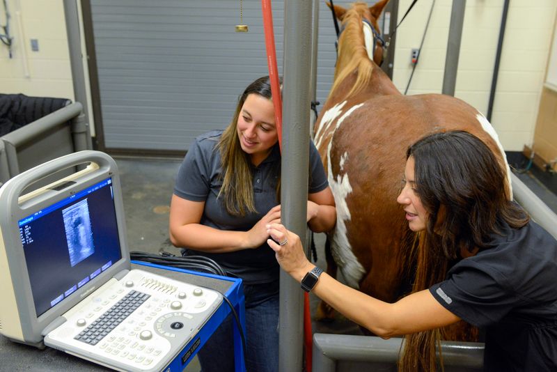 Schedule Regular Vet Check-ups