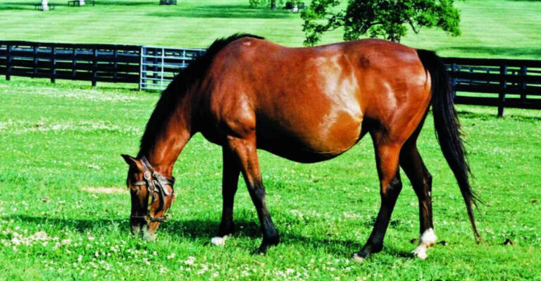 13 Must-Know Tips For Looking After A Pregnant Mare