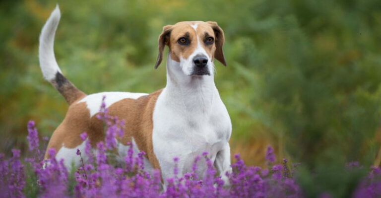 13 Oldest Dog Breeds That Are Still Stealing Hearts Around The World