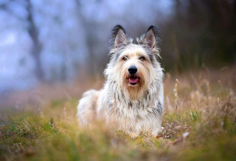 Lovable Scruffy Appearance