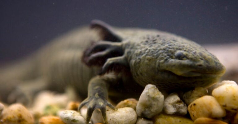 13 Reasons Why Axolotls Are Slowly Disappearing From Our Waters