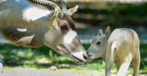 13 Things You Need To Know About The Endangered Addax Antelopes