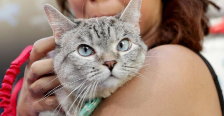 13 Tiny Changes You Can Do That Make Your Cat Feel Seen