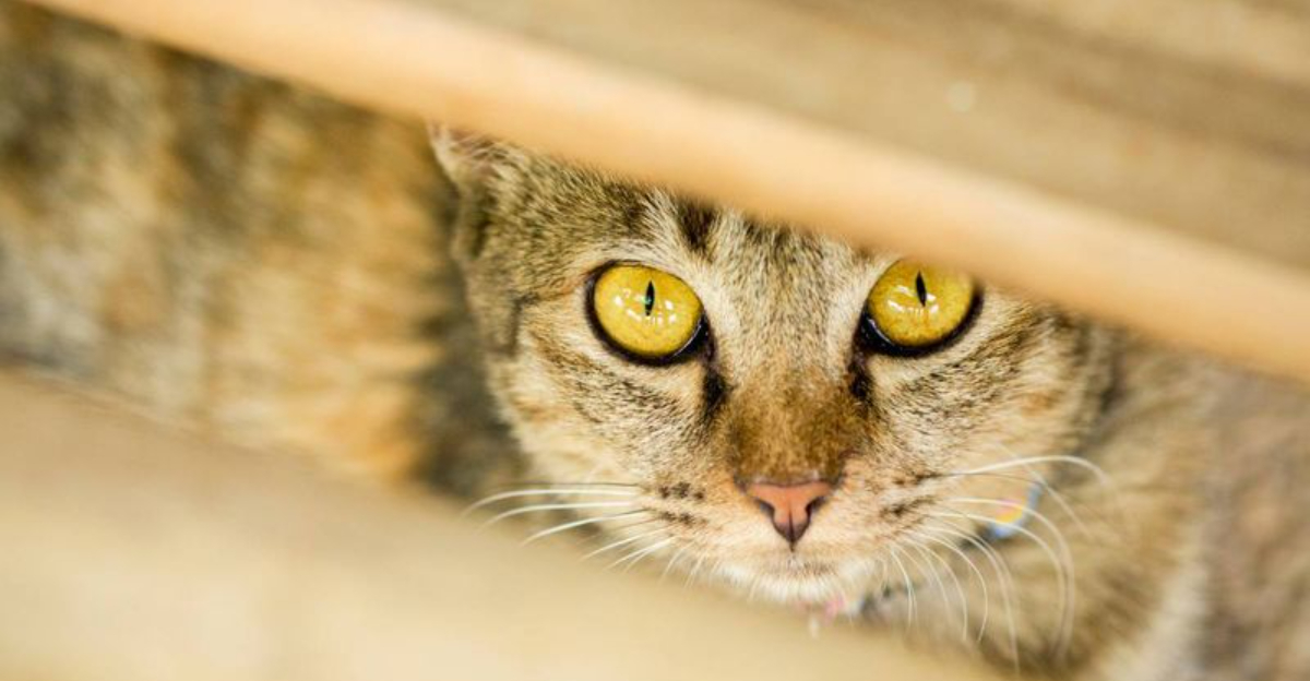 13 Unspoken Emotional Needs Cats Express In Quiet Ways – Are You Listening?