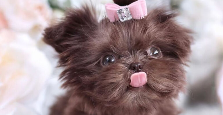 14 Adorably Tiny Dog Breeds You Need To Know About