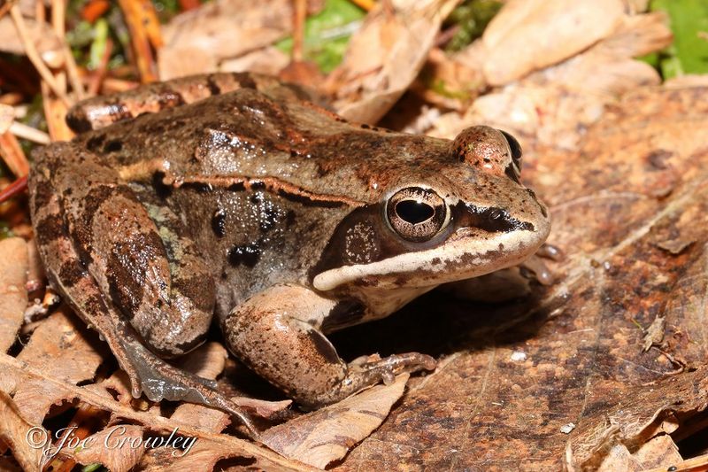 Wood Frogs