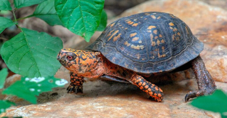 14 Amazing Animals That Came Back To Life After Being Frozen