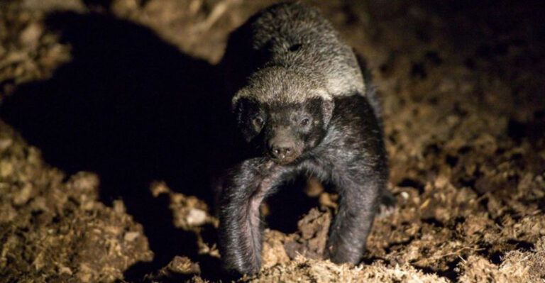 14 Animals That Could Easily Take Down A Honey Badger