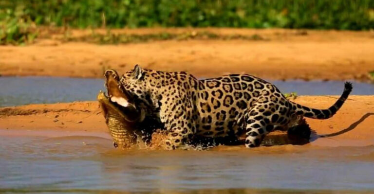 14 Big Cats That Are Powerful Enough To Hunt Animals Twice Their Size