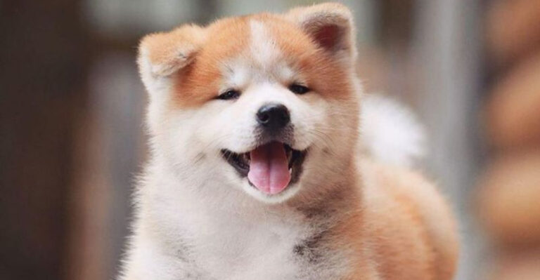 14 Dog Breeds That Adore Everyone And 10 That Devote Themselves To One Special Human