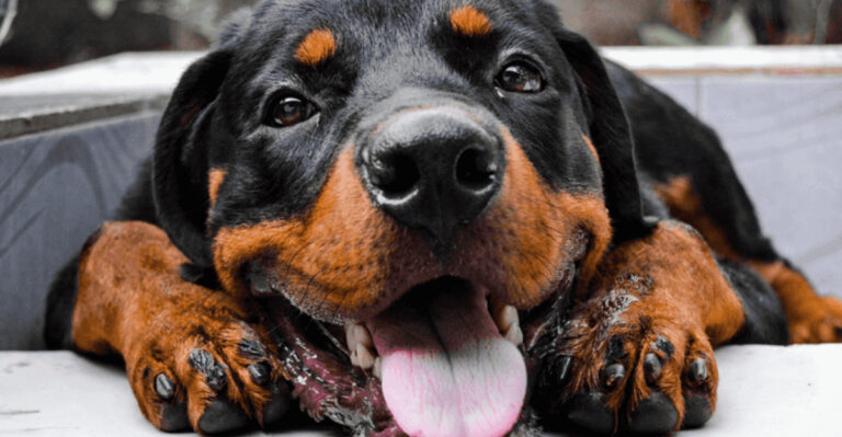 14 Dog Breeds That Are Misunderstood As Aggressive But Aren’t