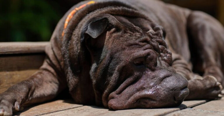 14 Dog Breeds That Bring More Responsibility Than Fun