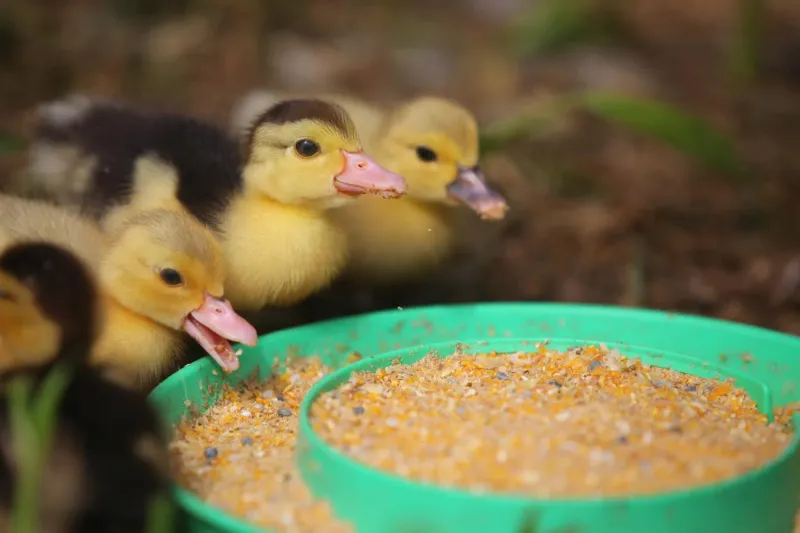 Waterfowl Starter Crumbles