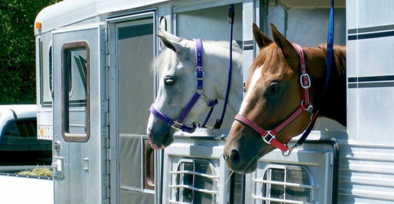 14 Essential Things To Prepare Your Horse For Long Distance Travel