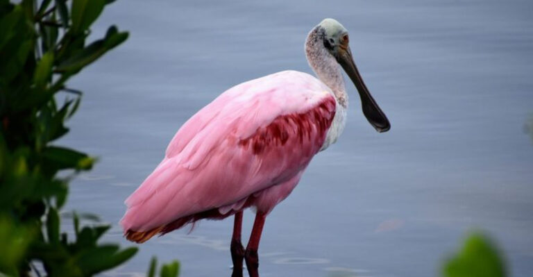 14 Hidden Spots In The U.S. To See Rare Wildlife