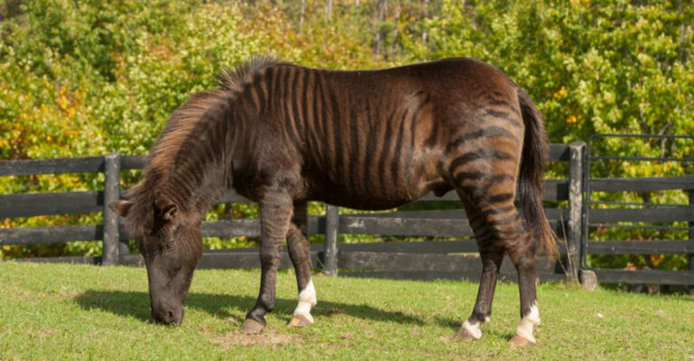14 Hybrid Animals Born In Nature Without Human Intervention