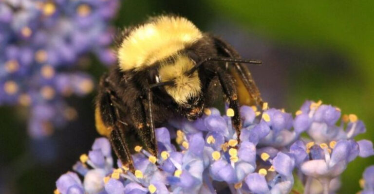 14 Major Reasons Why Pollinators Are Disappearing Faster Than Ever