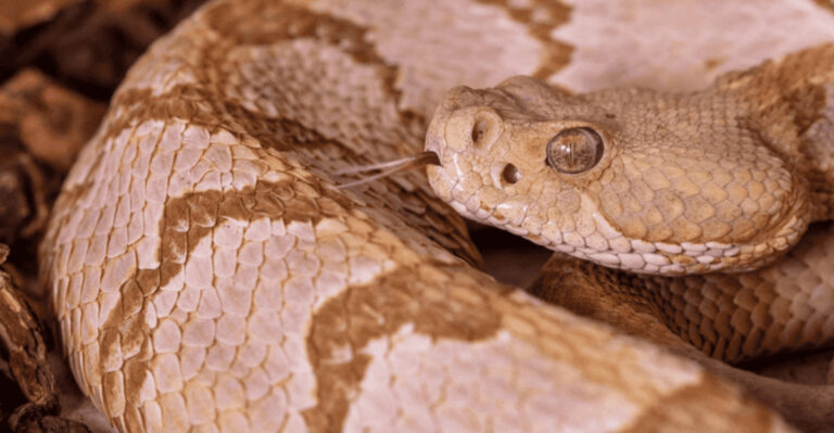 14 Most Massive Rattlesnakes That Were Caught In North America