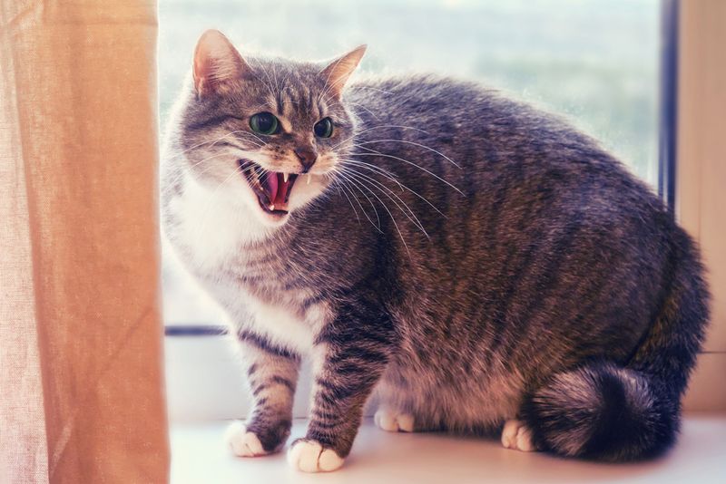 Identify Aggression Triggers