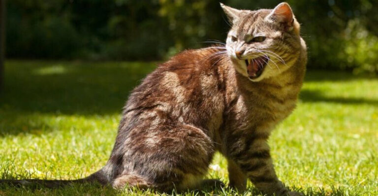 14 Proven Methods To Calm Your Cat’s Aggressive Tendencies