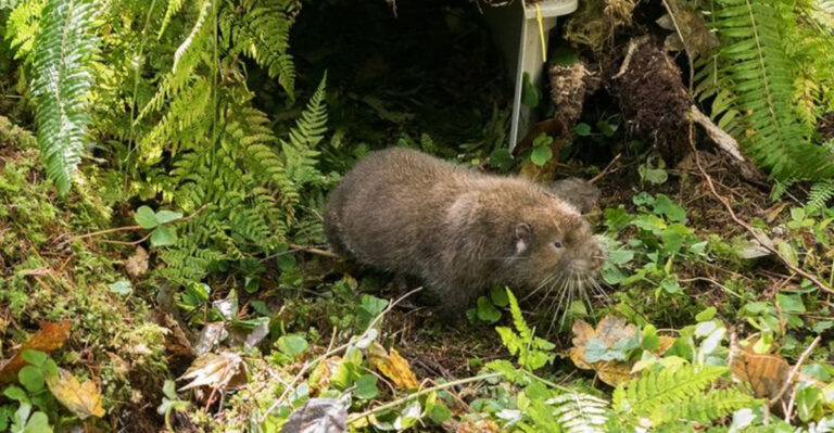 14 Species That Hibernate In The U.S. And How They Survive The Cold