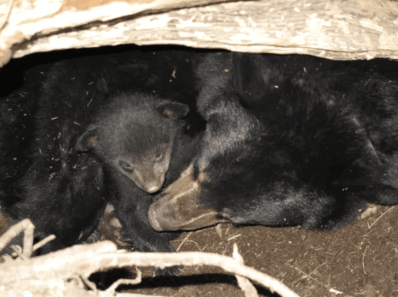 American Black Bear (Ursus americanus)