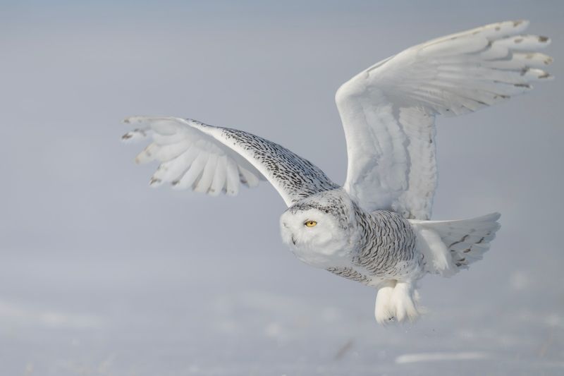 Snowy Owl
