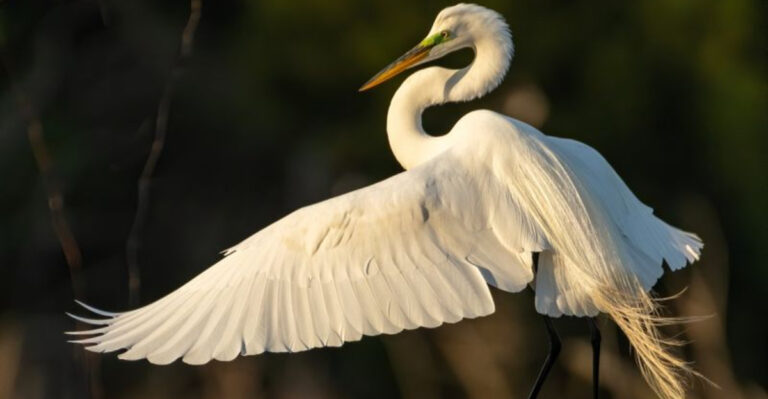 14 Stunning White Feathered Birds