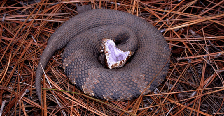 14 Surprising Facts About The Cottonmouth Snake You Didn’t Know