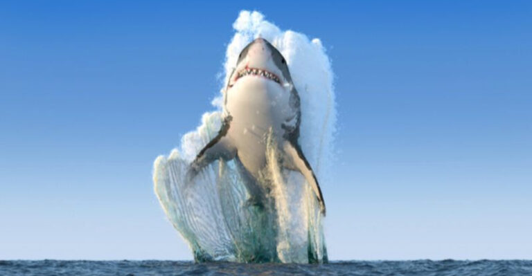 14 Things That Make Sharks The Perfect Predator