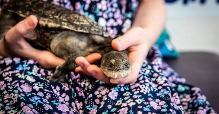 14 Ways Owning A Pet Turtle Can Help Reduce Stress And Anxiety