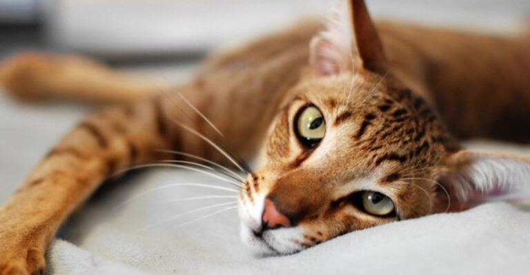 15 Affordable Cat Breeds That Are Perfect For Cuddling