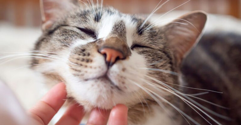 15 Amazing Things That Happen When Cats Feel Emotionally Safe Long-Term