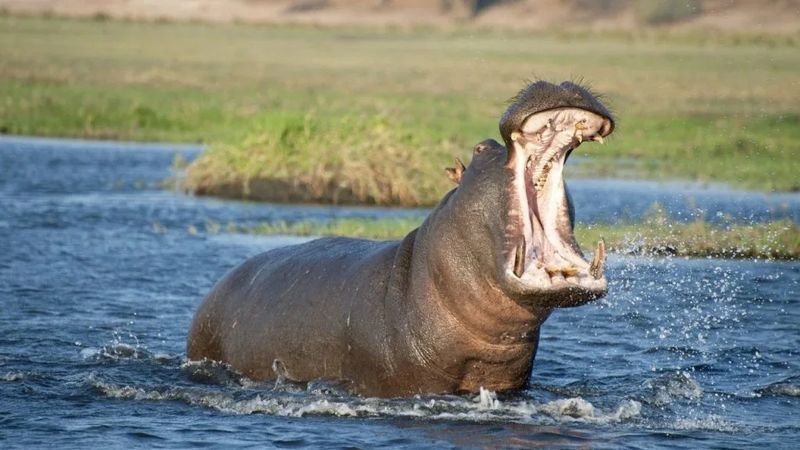 Hippos Of Africa: The Unexpected Aggressors