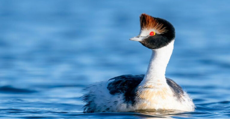 15 Beautiful Birds Our Kids May Never See (And Why They’re Disappearing)