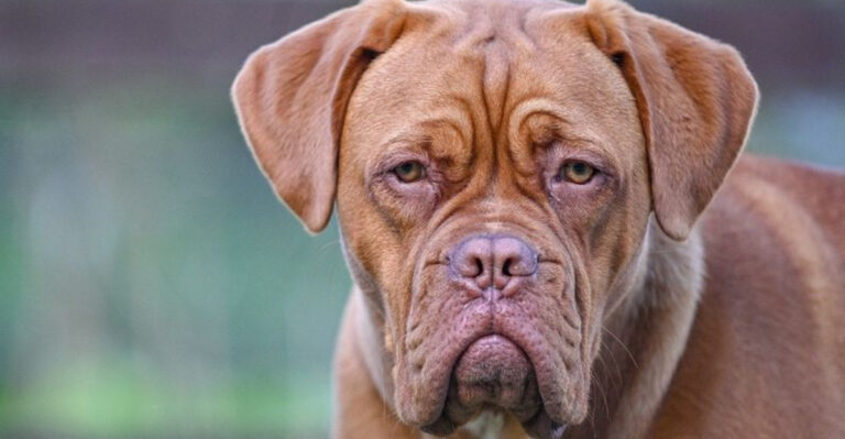15 Brachycephalic Dog Breeds