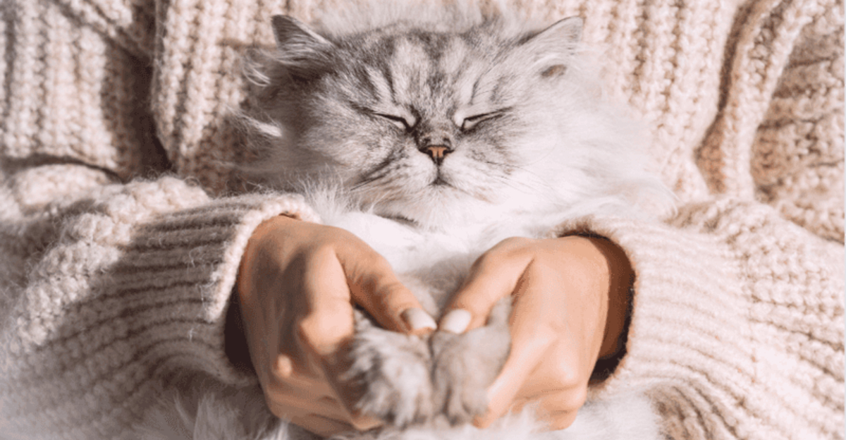 15 Cat Behaviors That Show Deep Trust And Not Just Affection