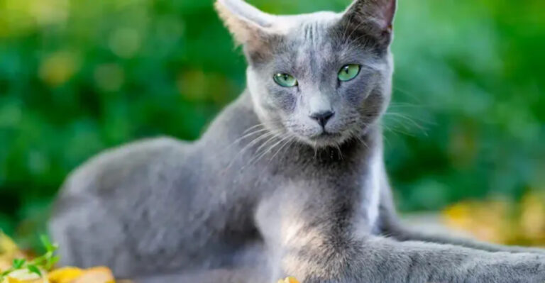 15 Cat Breeds That Are Smarter Than They Look