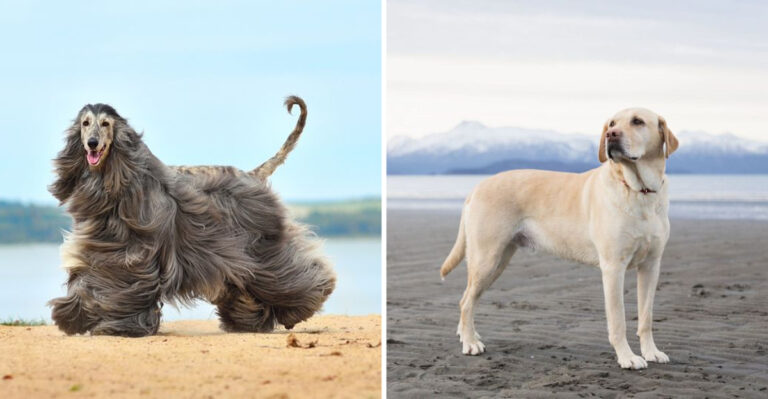15 Dog Breeds I’d Skip As Pets And 7 I’d Choose Without Hesitation