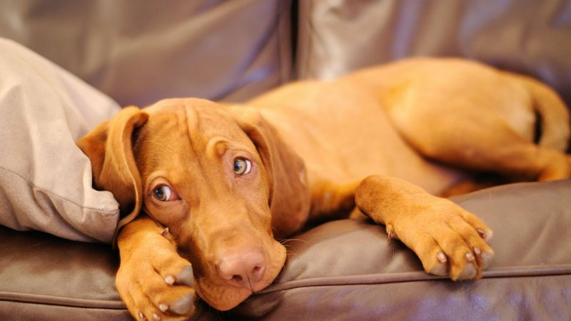 Velcro Vizslas