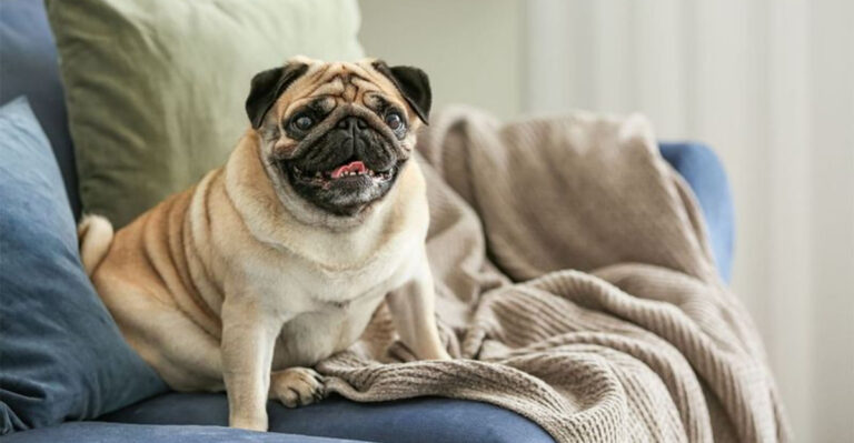 15 Dog Breeds That Are Always Right Beside You