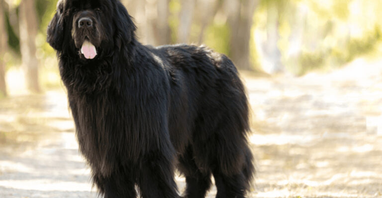 15 Dog Breeds That Are Surprisingly Quiet Despite Their Size